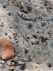 Brachynemurus