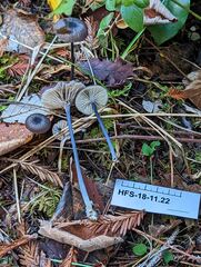Cyanula