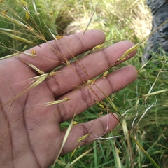 Poaceae