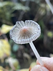 Coprinellus sclerocystidiosus