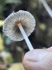 Coprinellus sclerocystidiosus