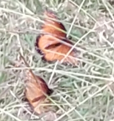 Nymphalidae