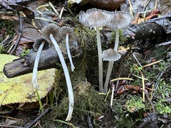 Coprinellus sclerocystidiosus