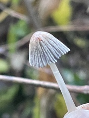 Coprinellus sclerocystidiosus