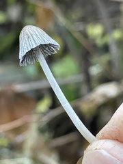 Coprinellus sclerocystidiosus
