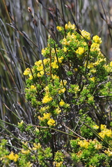 Aspalathus marginata