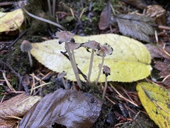 Coprinellus sclerocystidiosus