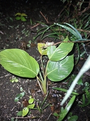 Calathea lutea