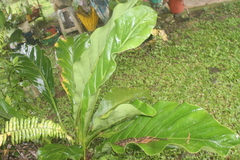 Anthurium schlechtendalii