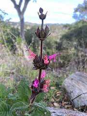 Salvia spathacea