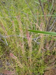 Lepidium bonariense