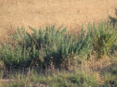 Suaeda calceoliformis
