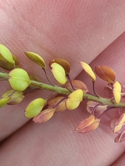 Lepidium bonariense