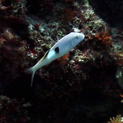 Parupeneus pleurostigma