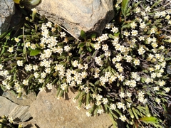 Kelleria villosa villosa
