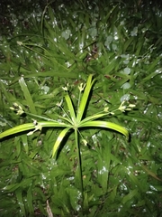 Image of Cyperus albostriatus