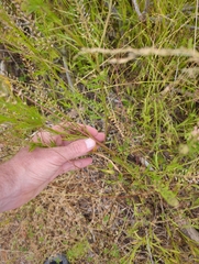 Lepidium bonariense