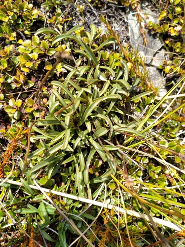 Gentianella serotina, photograph 3