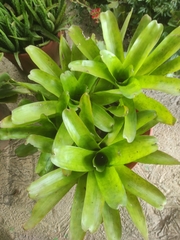 Neoregelia tigrina