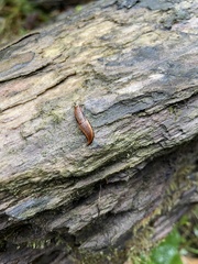 Prophysaon vanattae
