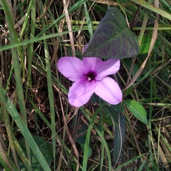 Barleria cristata