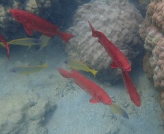 Priacanthus hamrur