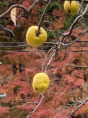 Pseudocydonia sinensis