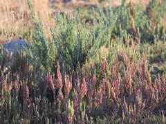 Suaeda calceoliformis