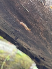 Prophysaon vanattae