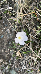 Leptosiphon liniflorus