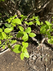 Wikstroemia oahuensis