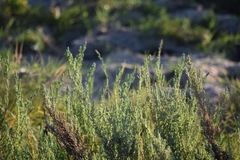 Suaeda calceoliformis