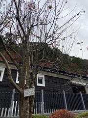 Pseudocydonia sinensis