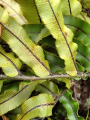 Blechnum montanum