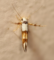 Stathmopoda tritophaea