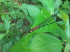 Hetaerina fuscoguttata