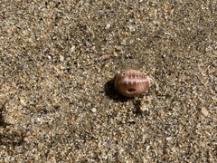 Pusula solandri