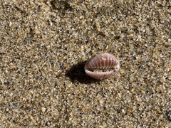 Pusula solandri