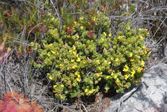 Aspalathus marginata