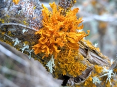 Teloschistes velifer