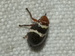 Bathyllus albicinctus