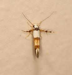 Stathmopoda tritophaea
