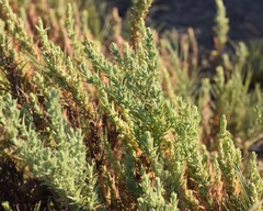 Suaeda calceoliformis