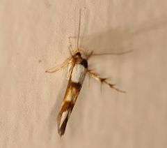 Stathmopoda tritophaea