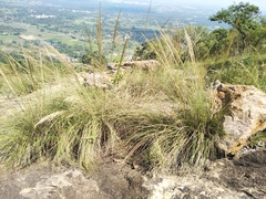 Garnotia