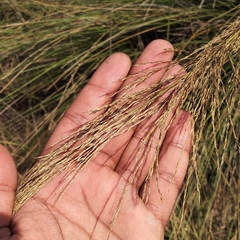 Garnotia
