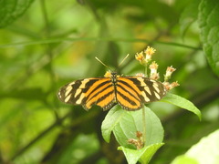 Heliconiini