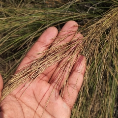 Garnotia