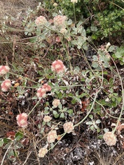 Eriogonum latifolium