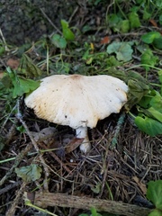 Marasmius nigrodiscus